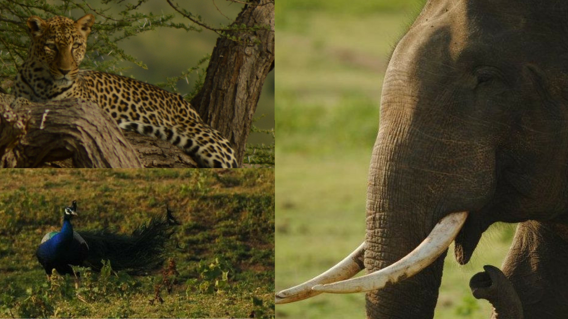 Combating Poaching with Technology